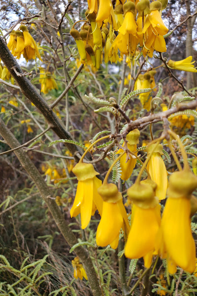 Cosy season Scarf with hanging kowhai yellow flower, wool & silk forest green, wearable art from New Zeakand